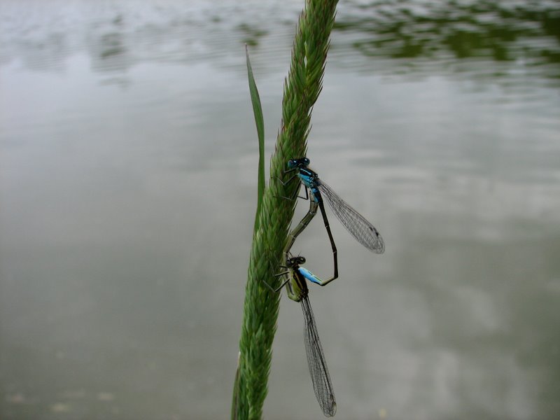 2009 Marais de la Voise 27
